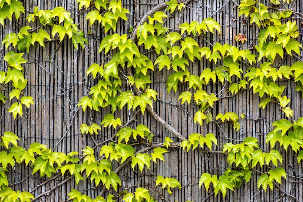 The Creeping Fig Masterclass: Engineering a Lush Vertical Indoor Canopy
