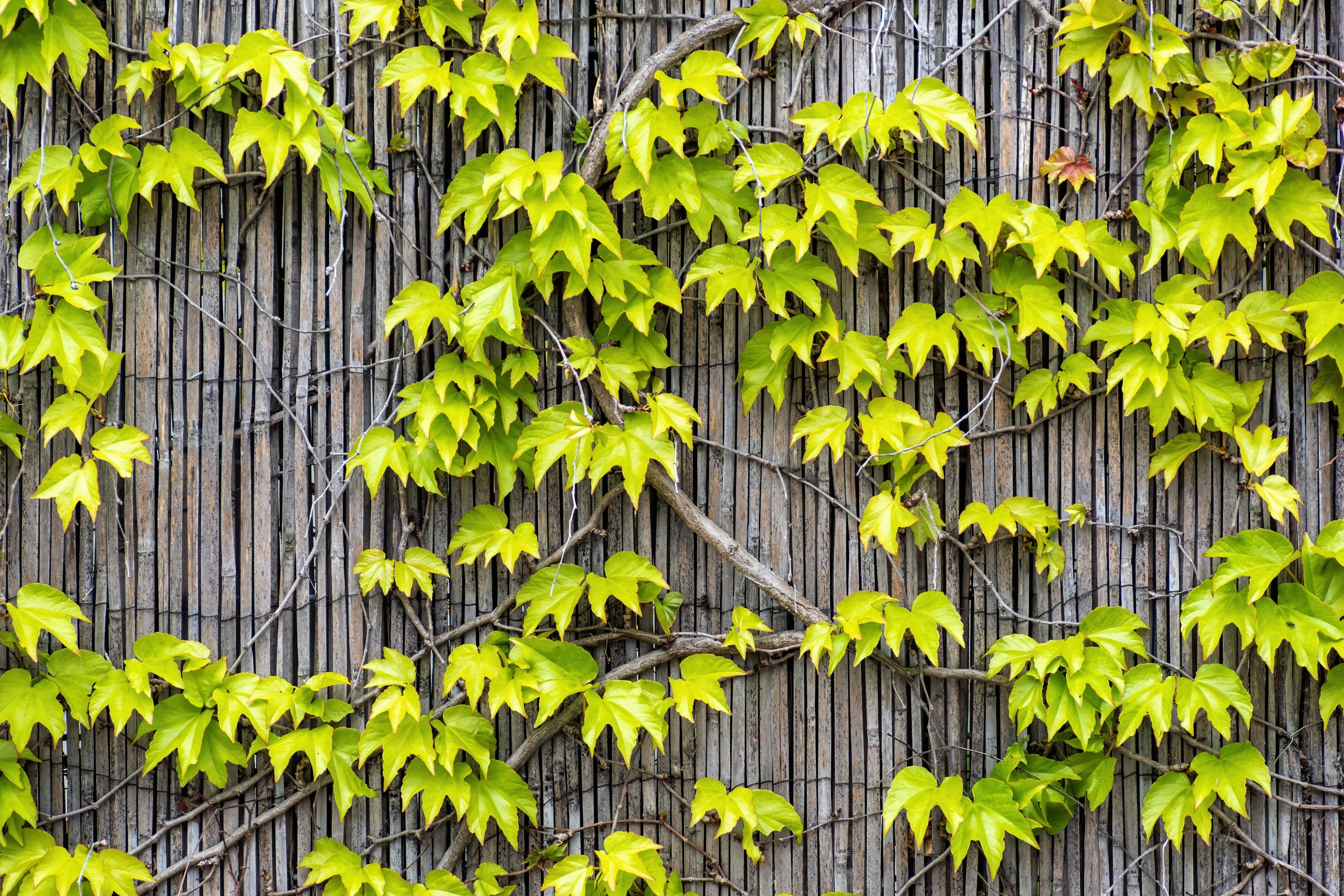 The Creeping Fig Masterclass: Engineering a Lush Vertical Indoor Canopy