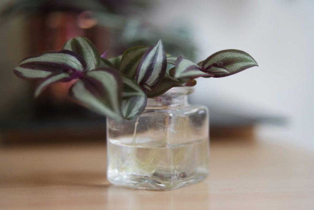 Mastering Tradescantia Zebrina: The Ultimate Guide to Neon Purple Vines