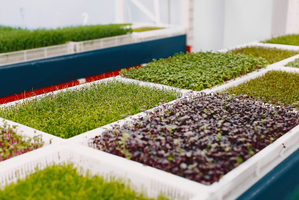 Microgreens Benefits: 12 Scientific Reasons to Grow These Superfoods