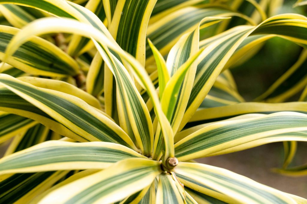 Large Indoor Plants: 12 Statement Varieties for a Bold Home Jungle