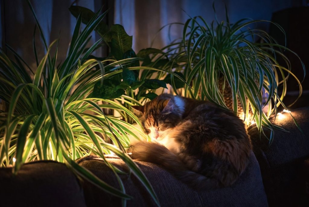 Spider Plants and Cats: A Complete Safety and Care Guide