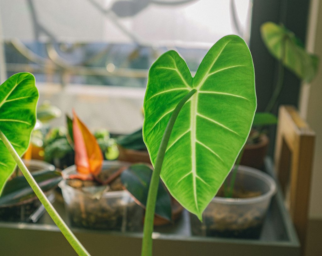 The Arrowhead Plant Masterclass: 12 Hacks for Lush and Vibrant Foliage