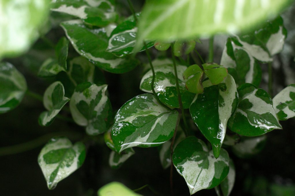 The Hoya Carnosa Masterclass: 12 Technical Secrets for a Shimmering Porcelain Canopy