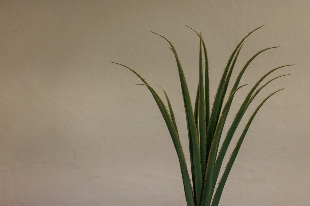 The Green Guardian: Why Spider Plant Benefits Go Way Beyond Just Good Looks