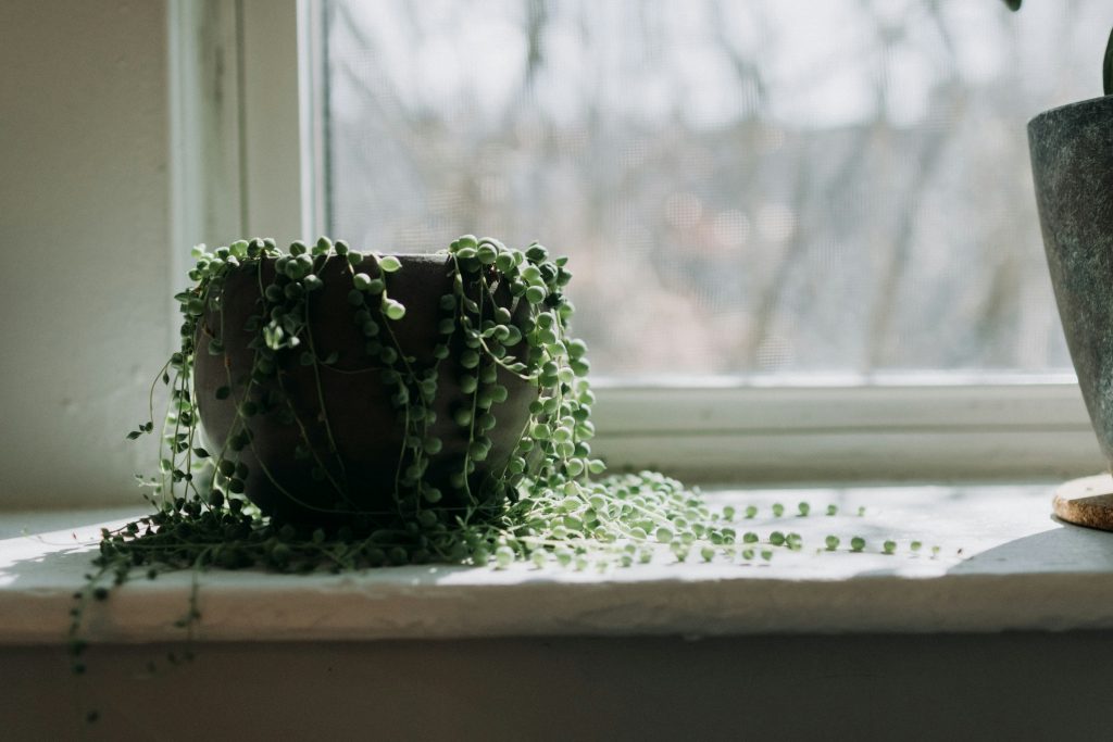 From 3 Strings to a Waterfall: 12 Secrets for a Thick Swedish Ivy