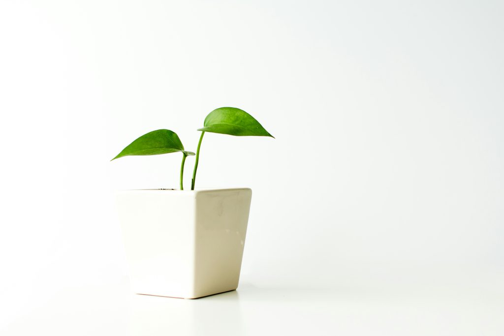 7 Master Secrets to Golden Pothos Care: From Survival to Tropical Jungle