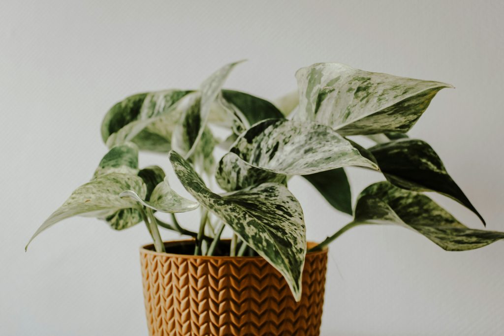 7 Master Secrets to Golden Pothos Care: From Survival to Tropical Jungle