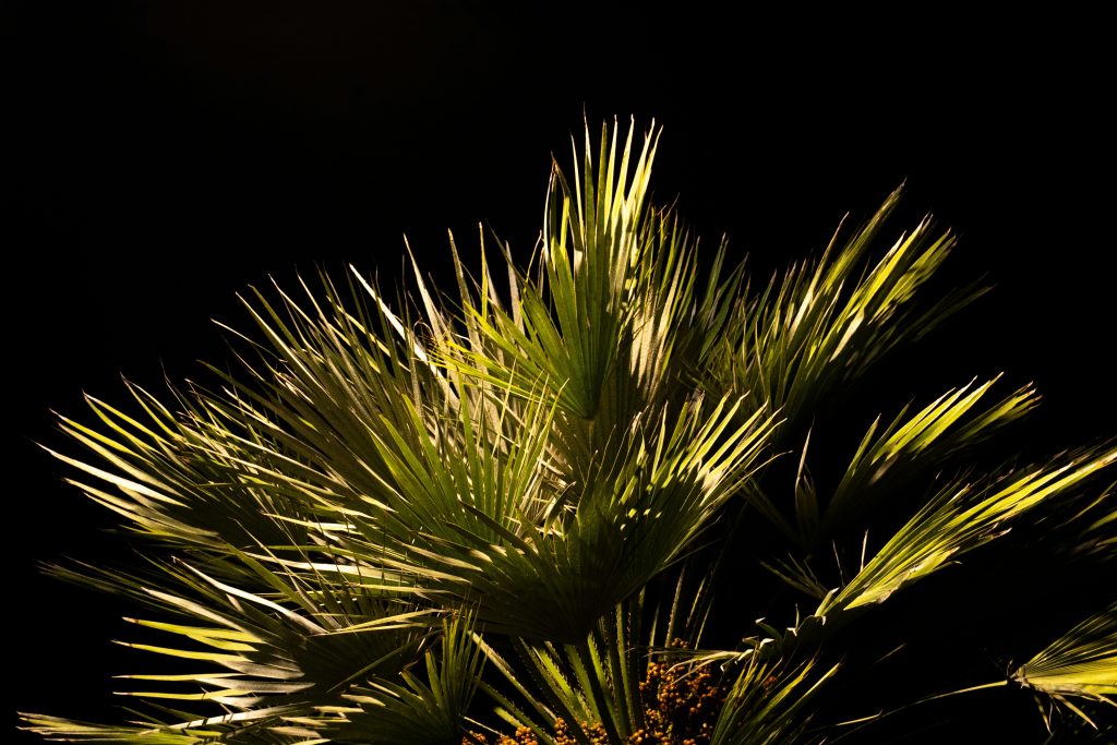 Grow lights for indoor plants 
