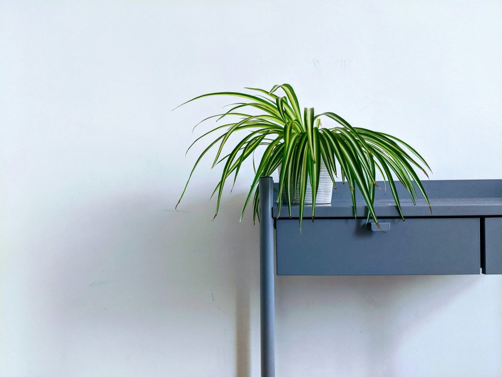 The Spider Plant Manifesto: Turning a Single "Pup" Into a Cascading Botanical Empire