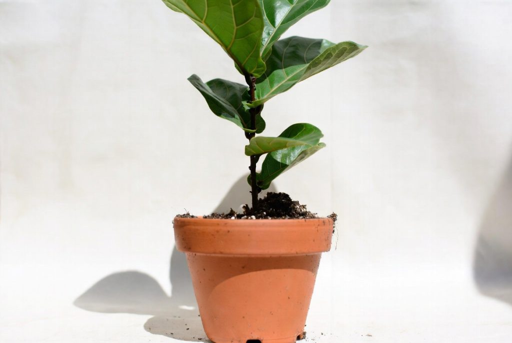 How to Propagate Fiddle Leaf Fig: 12 Simple & Proven Ways