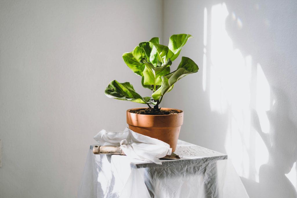 How to Propagate Fiddle Leaf Fig: 12 Expert Tips for Growing New Trees