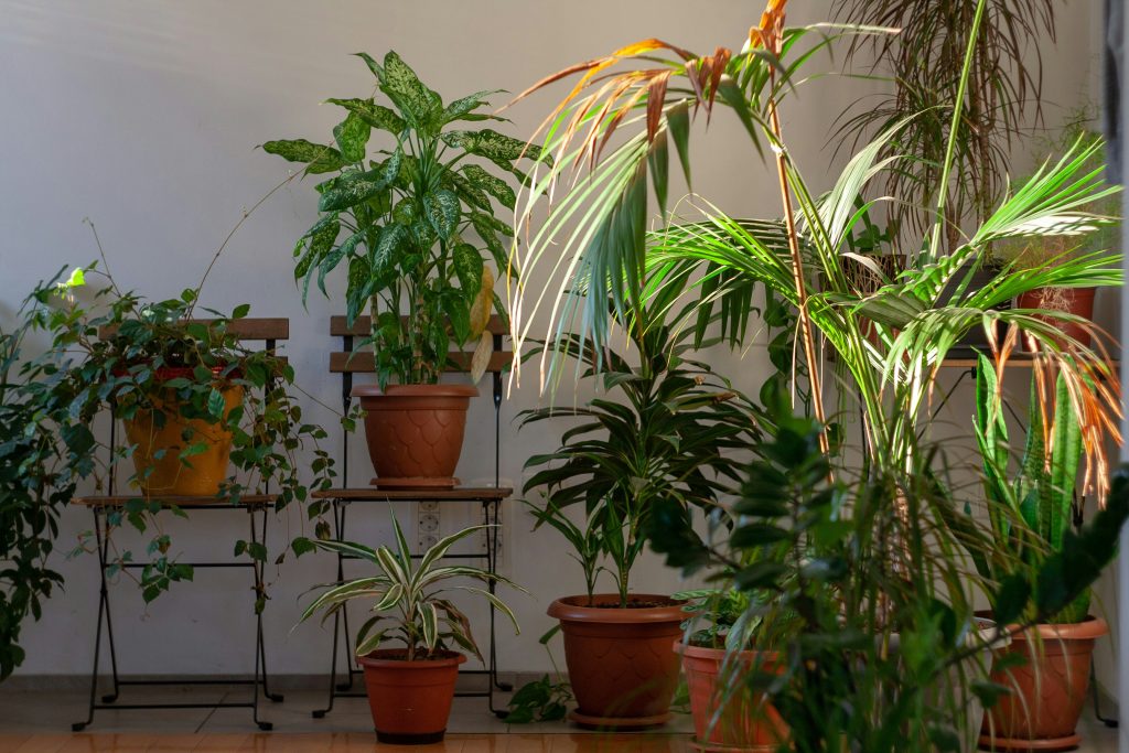 best indoor plants for air quality