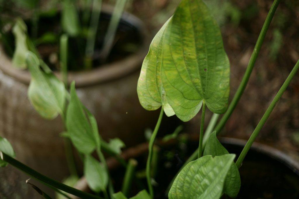 The Arrowhead Plant Masterclass: 12 Hacks for Lush and Vibrant Foliage
