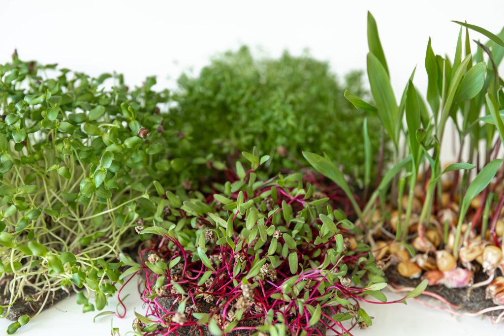 Microgreens Seeds: 12 Best Varieties for a High-Yield Indoor Garden
