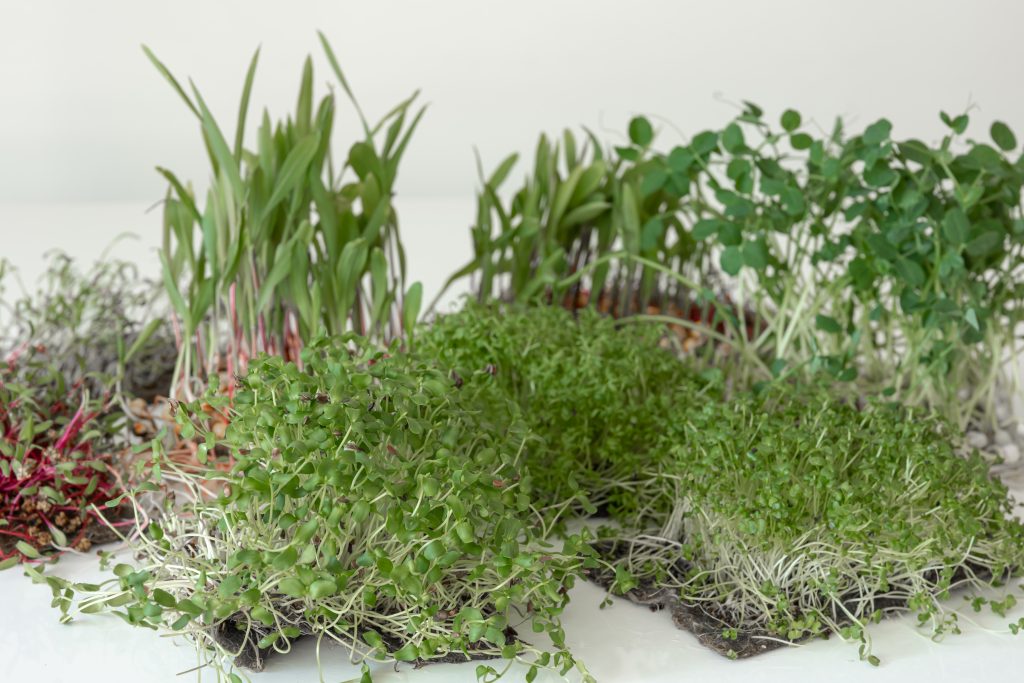 Microgreens Seeds: 12 Best Varieties for a High-Yield Indoor Garden