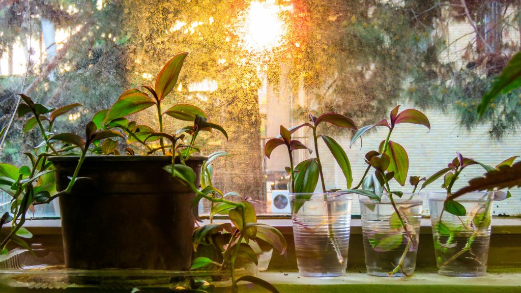 Mastering Tradescantia Zebrina: The Ultimate Guide to Neon Purple Vines