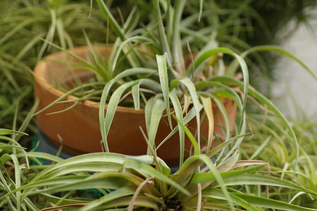 The Green Empire: The Absolute Authority Guide to Spider Plant Babies