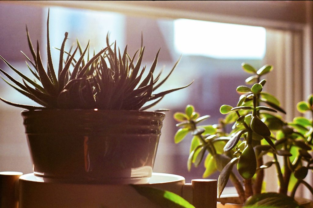 Low Light Indoor Plants: 12 Resilient Varieties for Darker Spaces