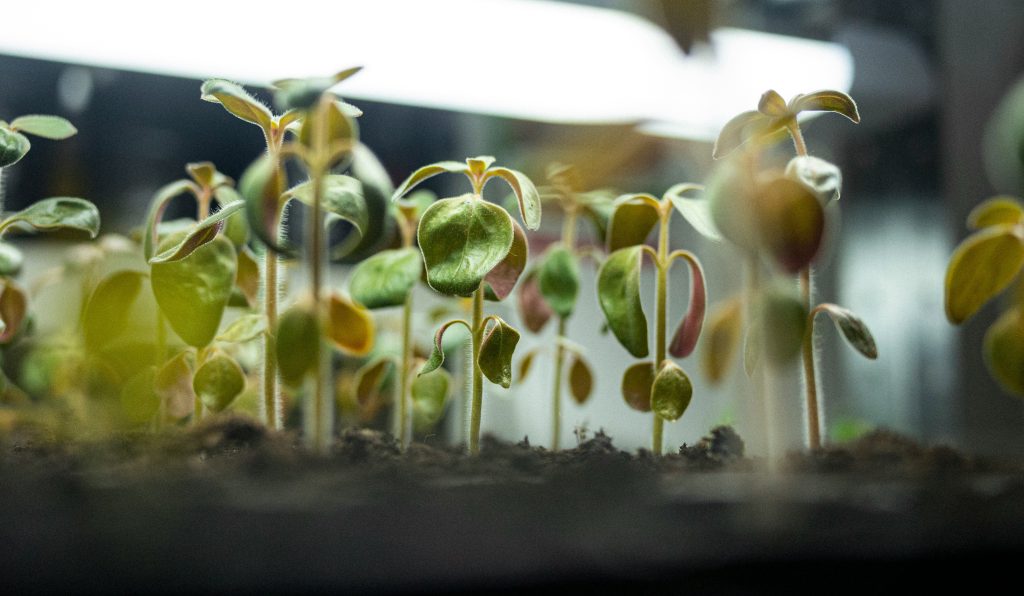 Broccoli Microgreens: 7 Insane Reasons to Grow This 10-Day Superfood
