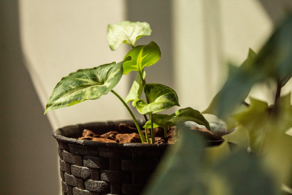 The Arrowhead Plant Masterclass: 12 Hacks for Lush and Vibrant Foliage