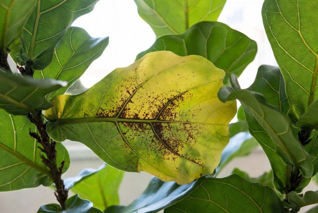 Fiddle Leaf Fig Brown Spots: 12 Critical Causes and Easy Fixes