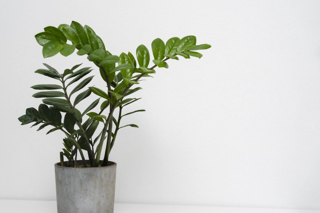 Fiddle Leaf Fig Tree: 10 Essential Care Tips for a Thriving Indoor Plant
