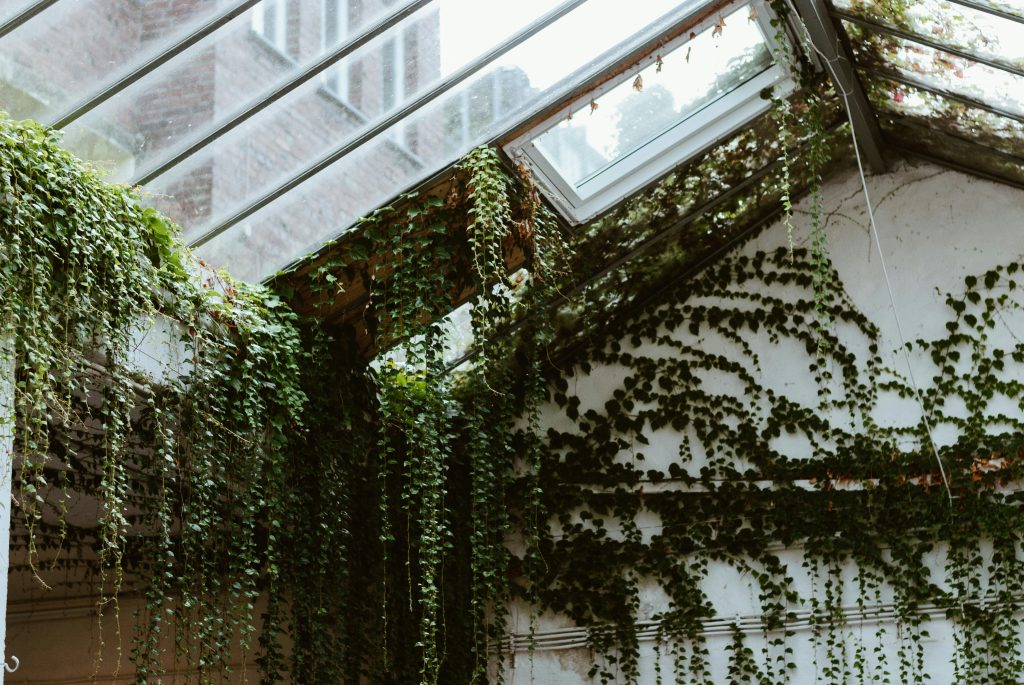 From 3 Strings to a Waterfall: 12 Secrets for a Thick Swedish Ivy