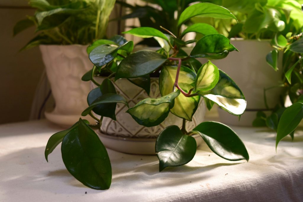 The Hoya Carnosa Masterclass: 12 Technical Secrets for a Shimmering Porcelain Canopy