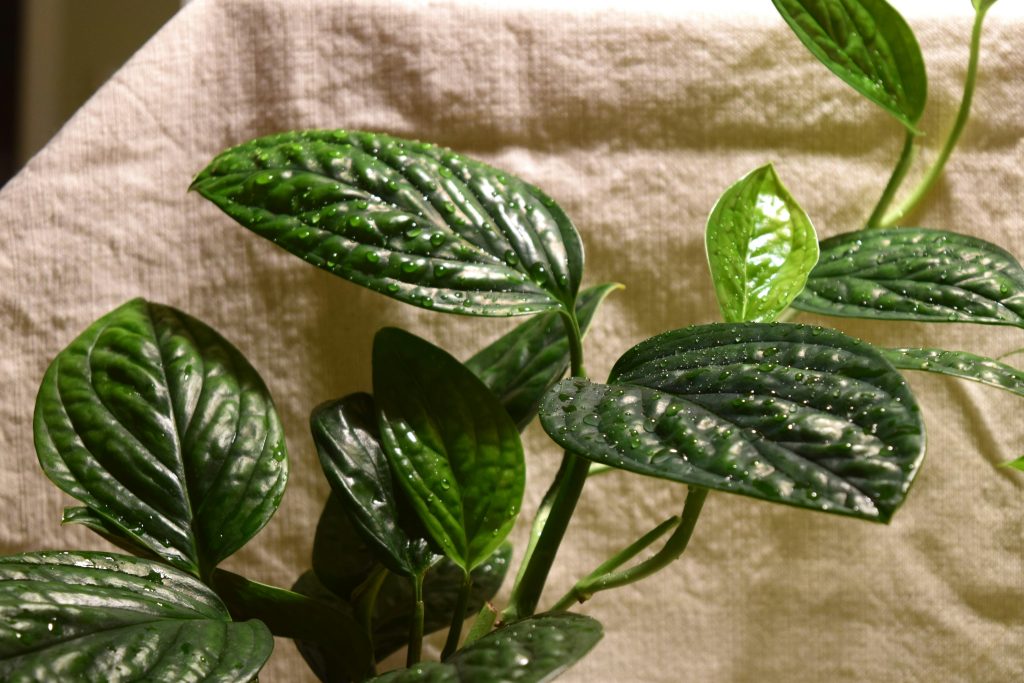 The Hoya Carnosa Masterclass: 12 Technical Secrets for a Shimmering Porcelain Canopy