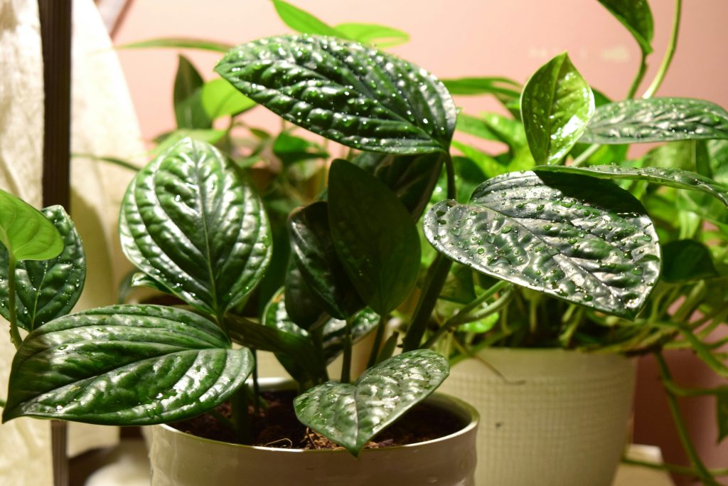 The Hoya Carnosa Masterclass: 12 Technical Secrets for a Shimmering Porcelain Canopy