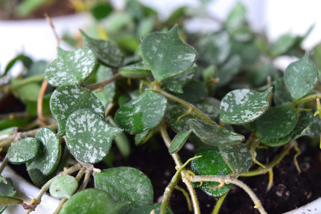 From 3 Strings to a Waterfall: 12 Secrets for a Thick Swedish Ivy