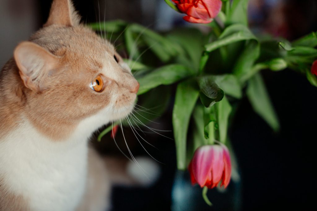 Are Spider Plants Poisonous to Cats? 12 Crucial Facts & Safety Tips