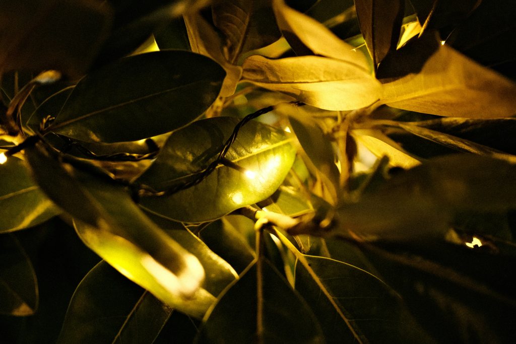 Grow Anything Anywhere: The Ultimate Setup for Thriving Indoor Plants