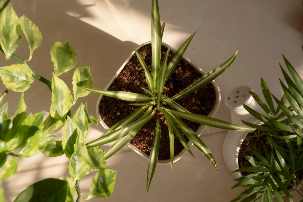 The Ultimate Masterclass: How to Propagate Spider Plant for an Endless Indoor Jungle