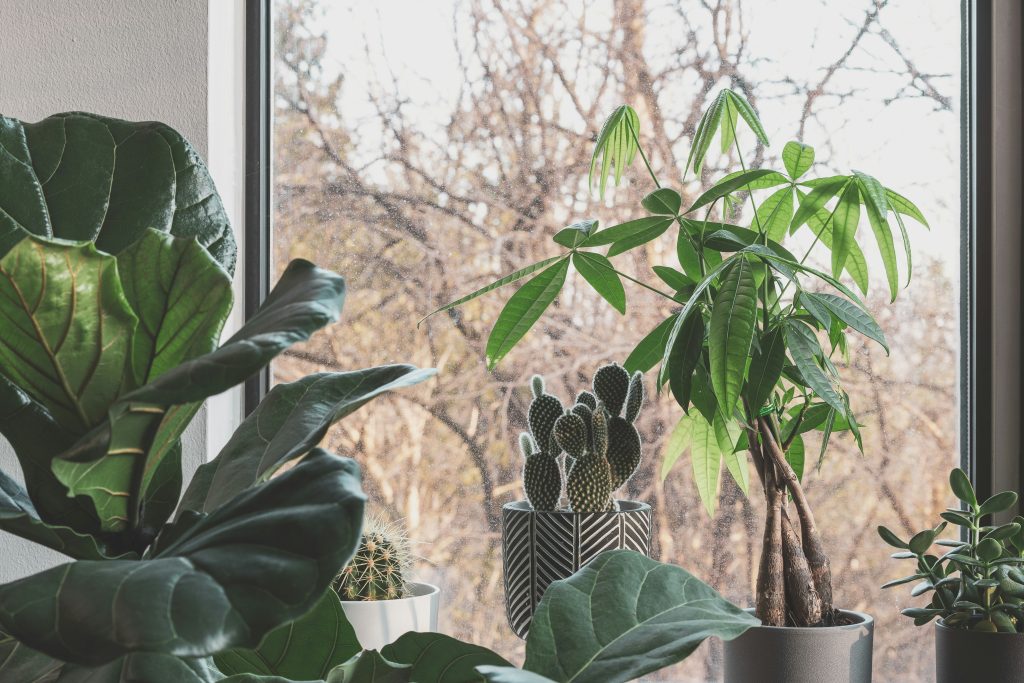 How to Propagate Fiddle Leaf Fig: 12 Expert Tips for Growing New Trees