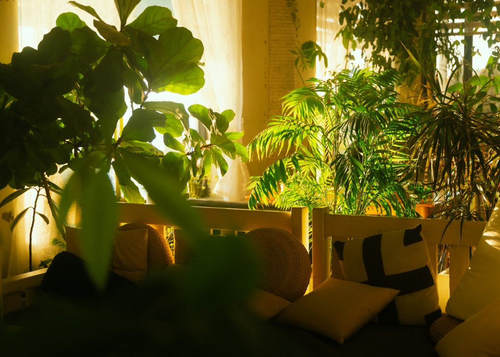 Low Light Indoor Plants: 12 Resilient Varieties for Darker Spaces