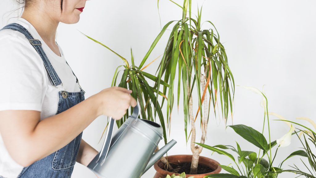 The Ultimate Masterclass: How to Propagate Spider Plant for an Endless Indoor Jungle