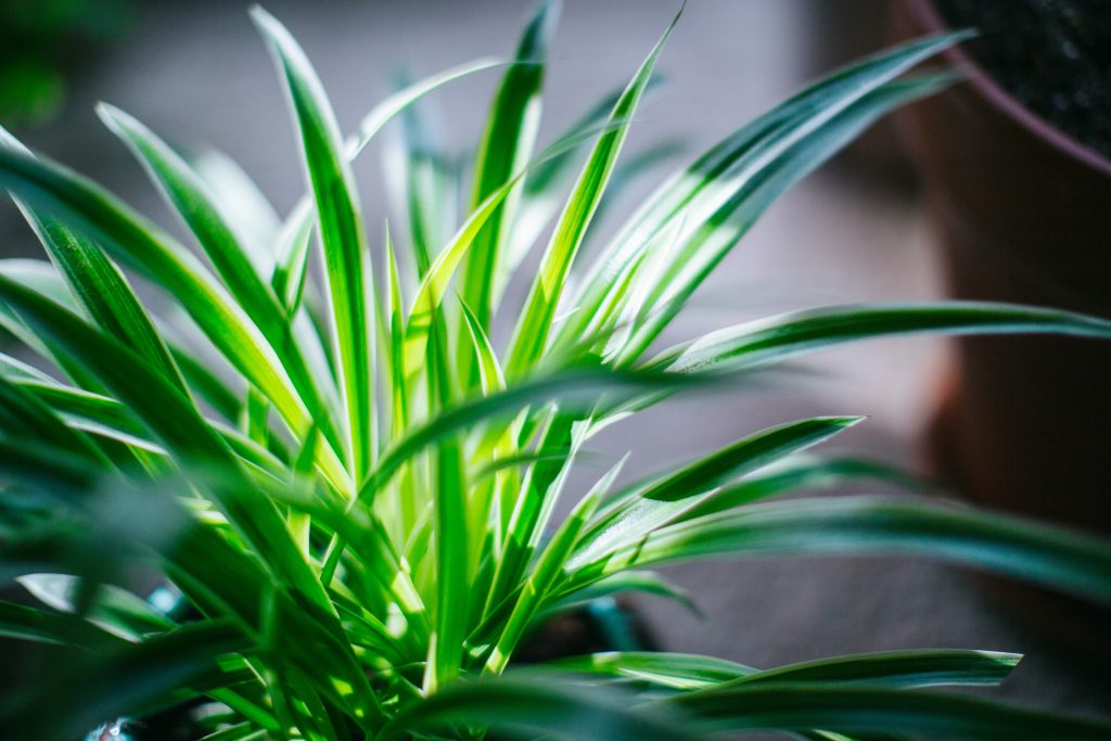 The Green Empire: The Absolute Authority Guide to Spider Plant Babies