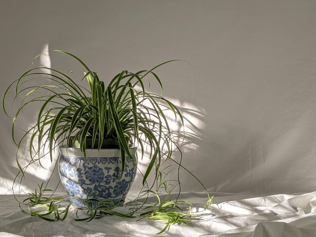 The Spider Plant Manifesto: Turning a Single "Pup" Into a Cascading Botanical Empire