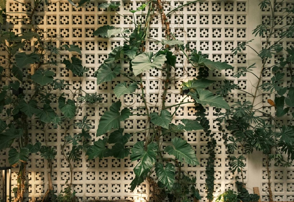 From 3 Strings to a Waterfall: 12 Secrets for a Thick Swedish Ivy