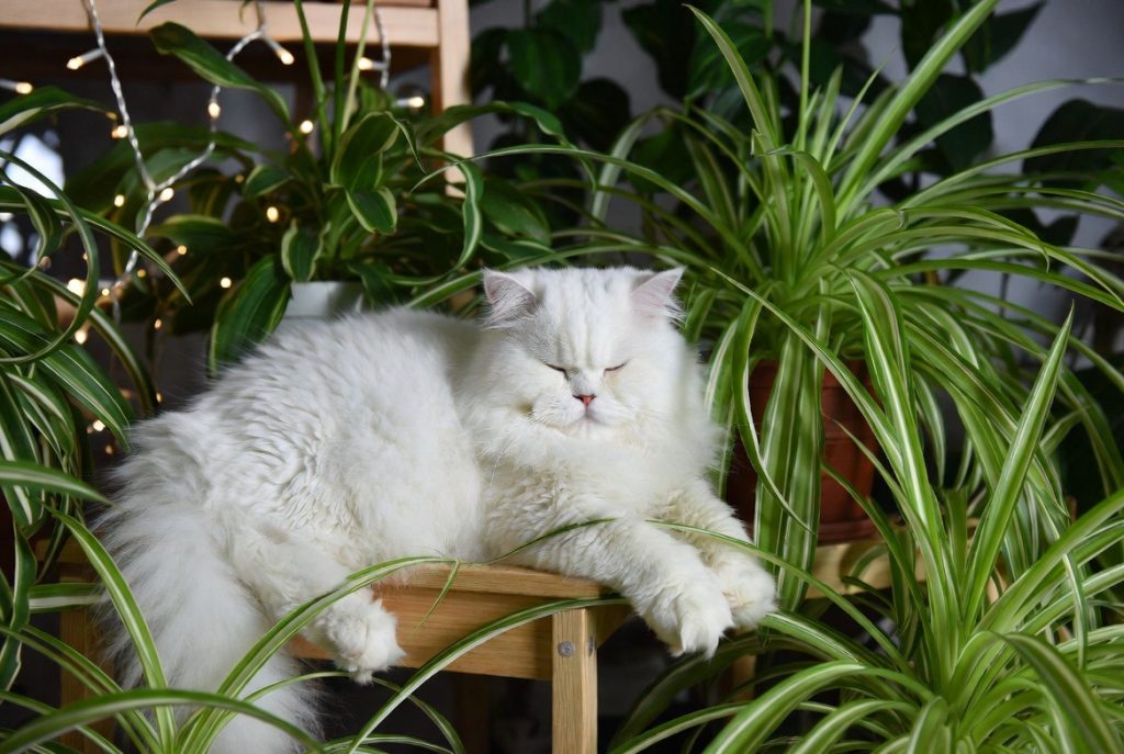 Spider Plants and Cats: A Complete Safety and Care Guide