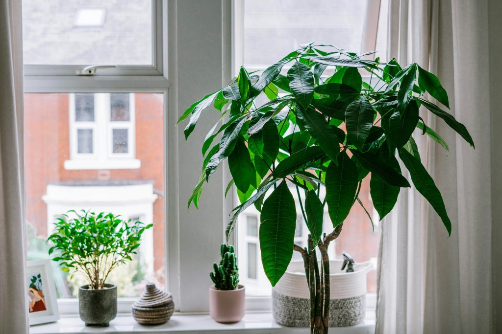 Large Indoor Plants: 12 Statement Varieties for a Bold Home Jungle