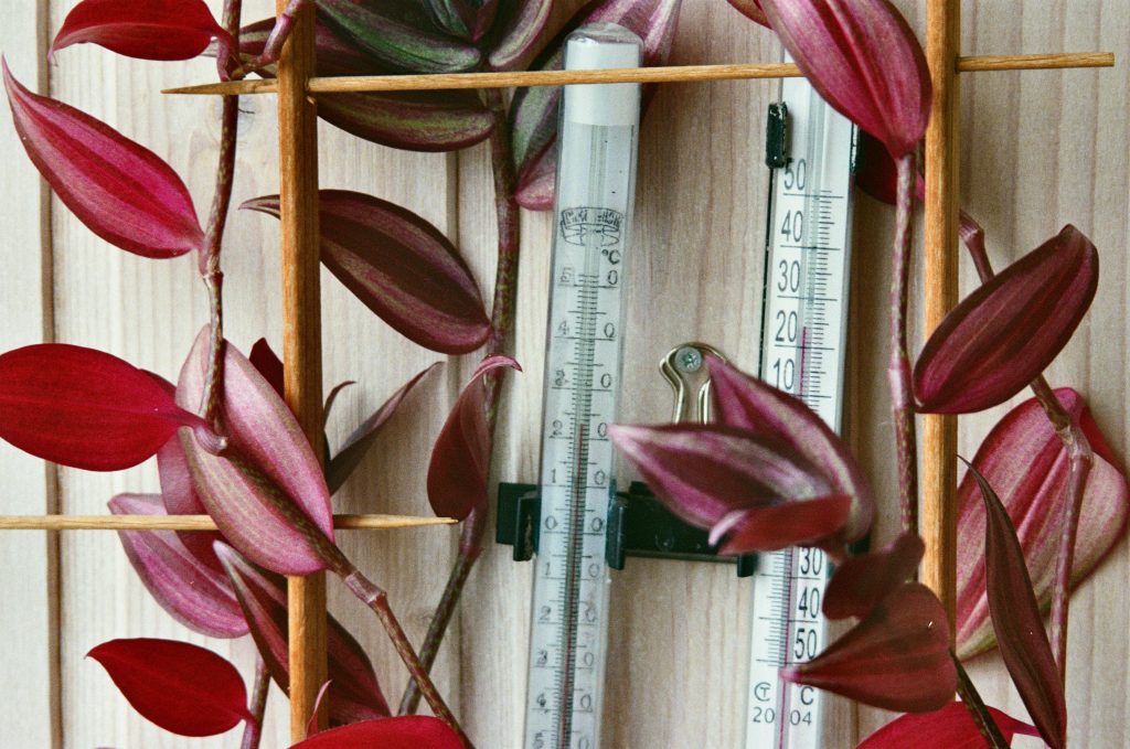 Tradescantia Zebrina Care