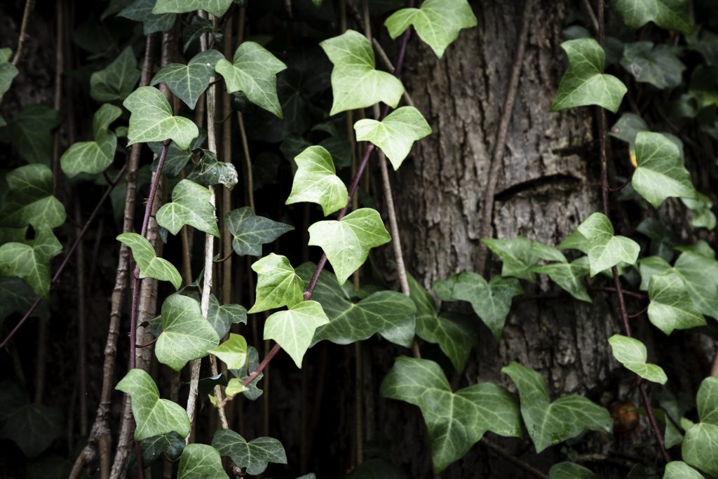 The Creeping Fig Masterclass: Engineering a Lush Vertical Indoor Canopy