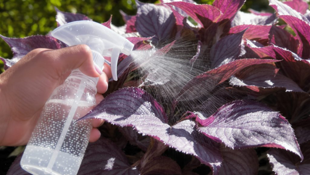 The Wandering Dude Plant Masterclass: 12 Hacks for Vibrant Purple Carpets