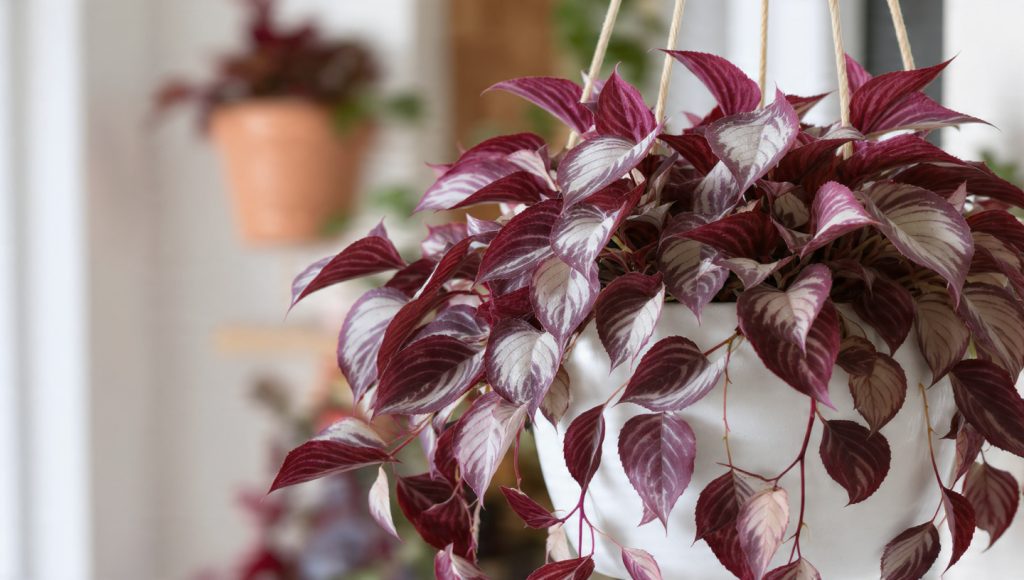 The Wandering Dude Plant Masterclass: 12 Hacks for Vibrant Purple Carpets