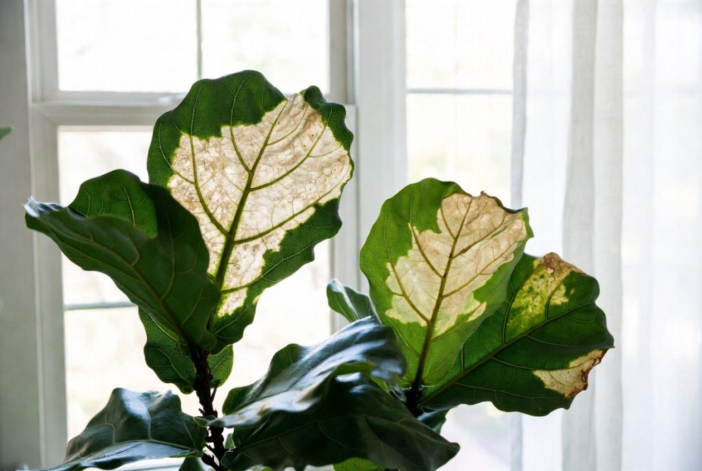 How to Propagate Fiddle Leaf Fig: 12 Simple & Proven Ways