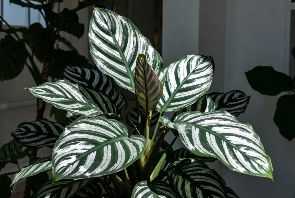 Aluminum Plant Care