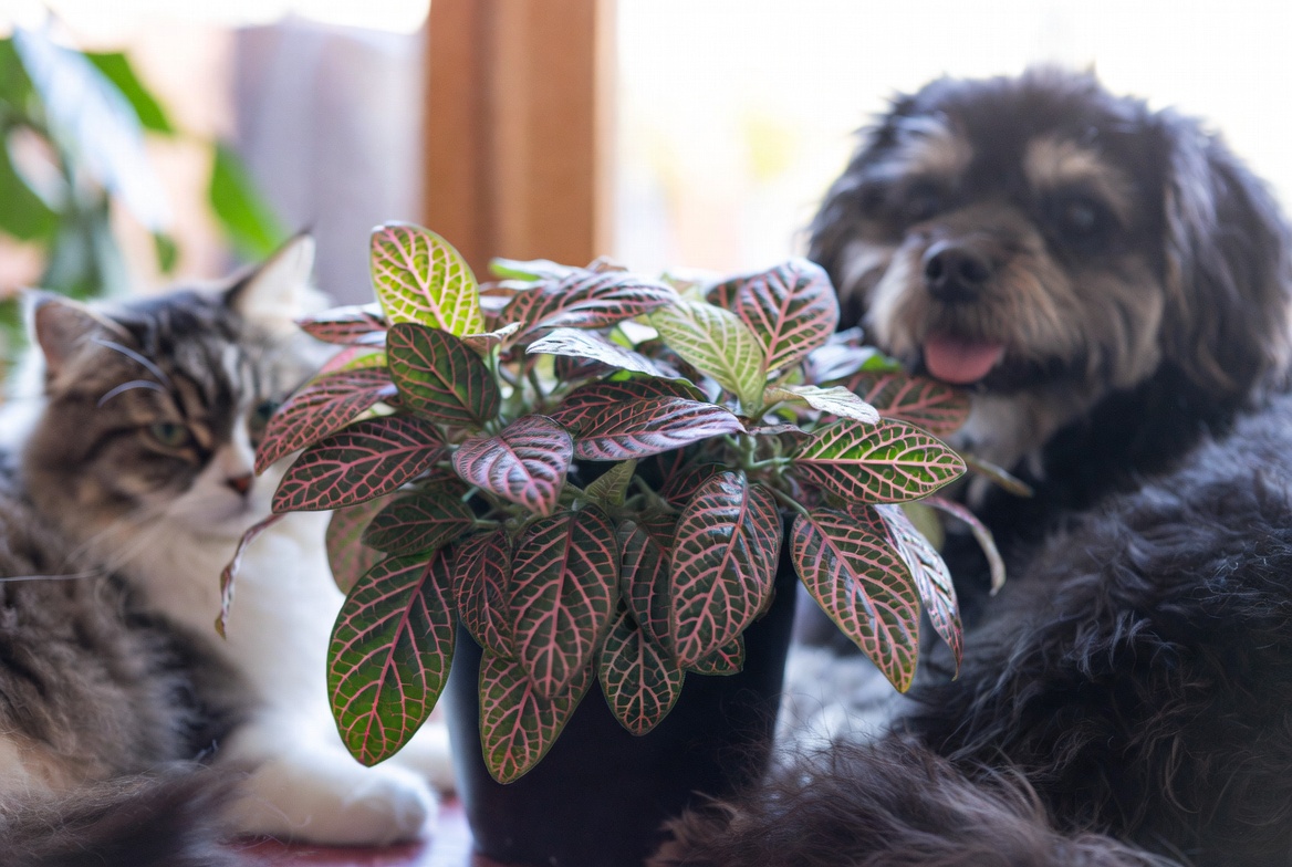 Nerve Plant